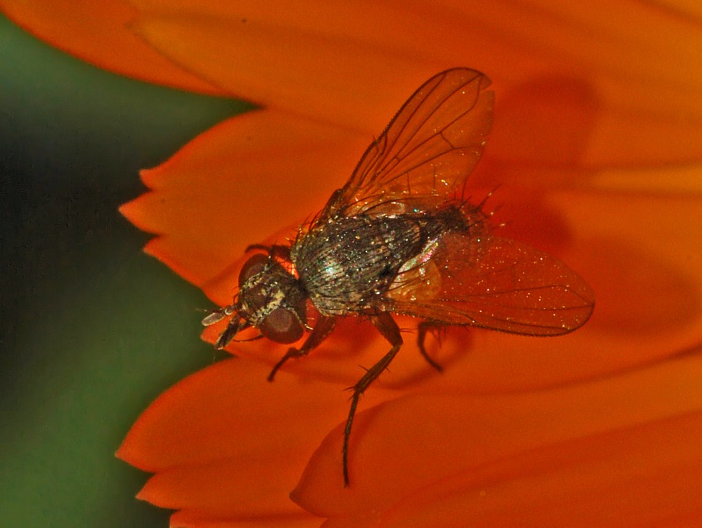 Una signora in rosso:Siphona sp. (Tachinidae)